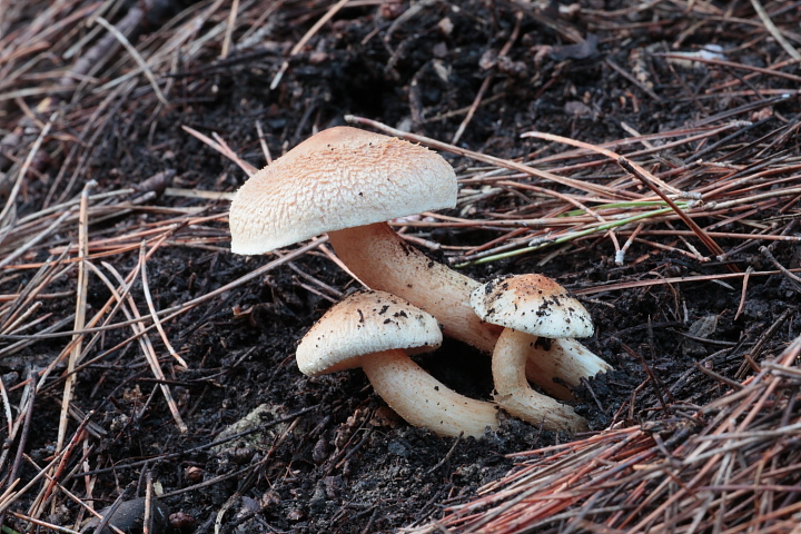 Solito giretto al Conero